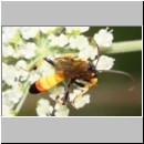 Cosmoconus nigriventris - Schlupfwespe m02b 11mm - OS-Hellern Wiese det06.jpg